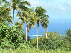The island of beatiful colours - Western Samoa